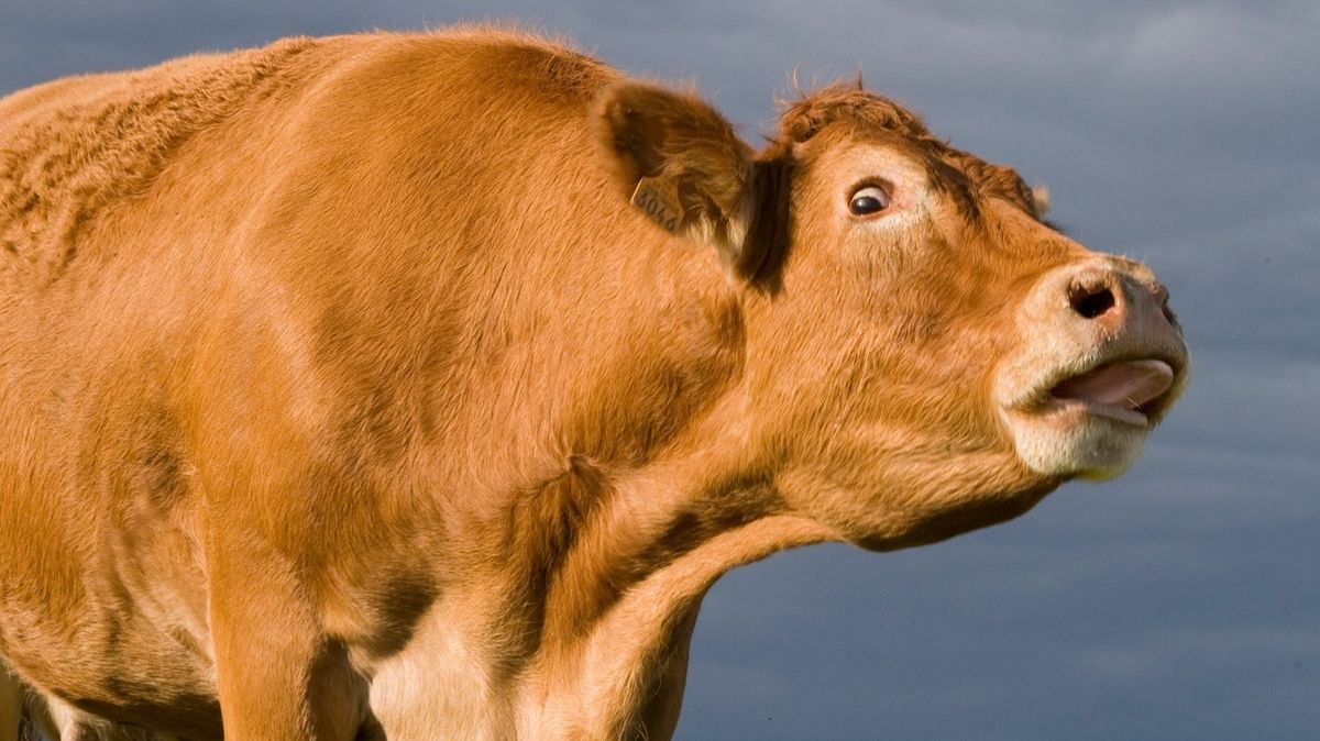 Kráva Poshspice byla vydražena za rekordní sumu